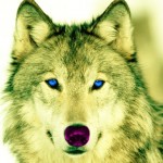 Profile photo of LyraWolf