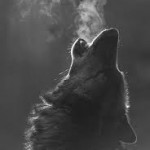 Profile photo of nightfire