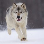 Profile photo of Ivy (RP name)