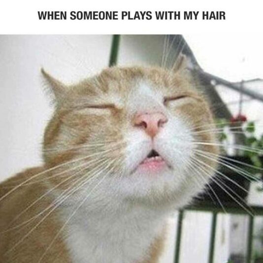 11070211_2263832847059373_338207203999445919_n